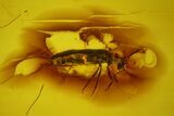 Fossil Beetle (Coleoptera) & Spider (Araneae) In Baltic Amber #163469-2